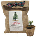 Yule to be Tree