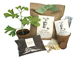 Heirloom Ginkgo Tree To Be