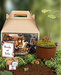 Seeds of Life Oak Tree Kit