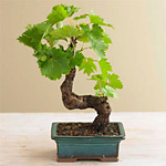 Grapevine Bonsai