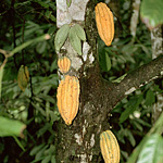 Rainforest Conservation -- Adopt a Chocolate Tree