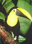 Rainforest Conservation -- Adopt an Acre