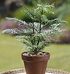 Wollemi Pine Tree Sapling